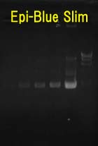 Epi-Blue�Ō���EtBr�Q��