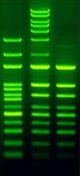 DNA SafeStain Plus륤᡼