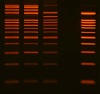 DNA GelStain染色バンドをRed Band Viewerで検出