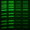 GreenView染色バンドをGreen Band Viewerで検出
