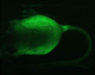 GFP